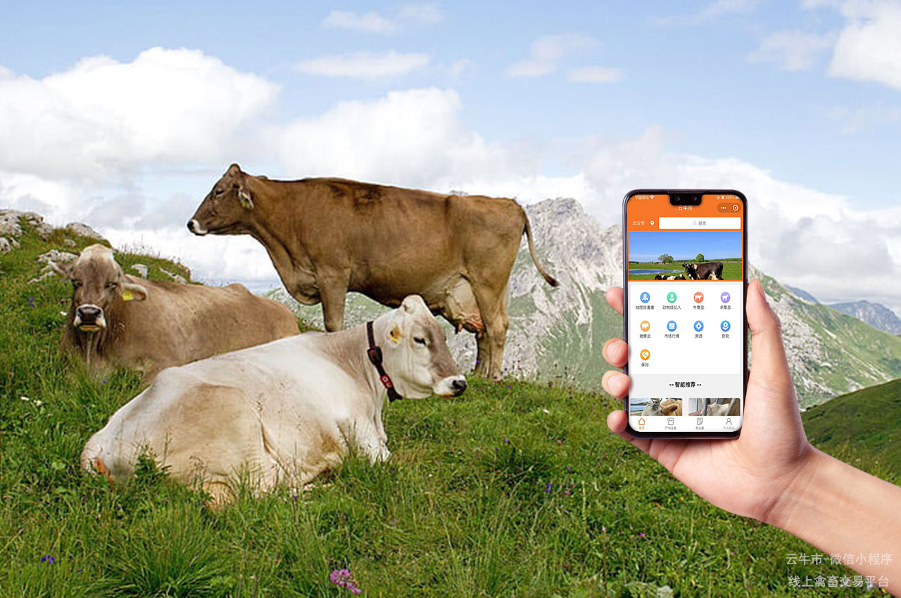 肉牛买卖，山西牛交易市场：西门塔尔牛的养殖与交易动态