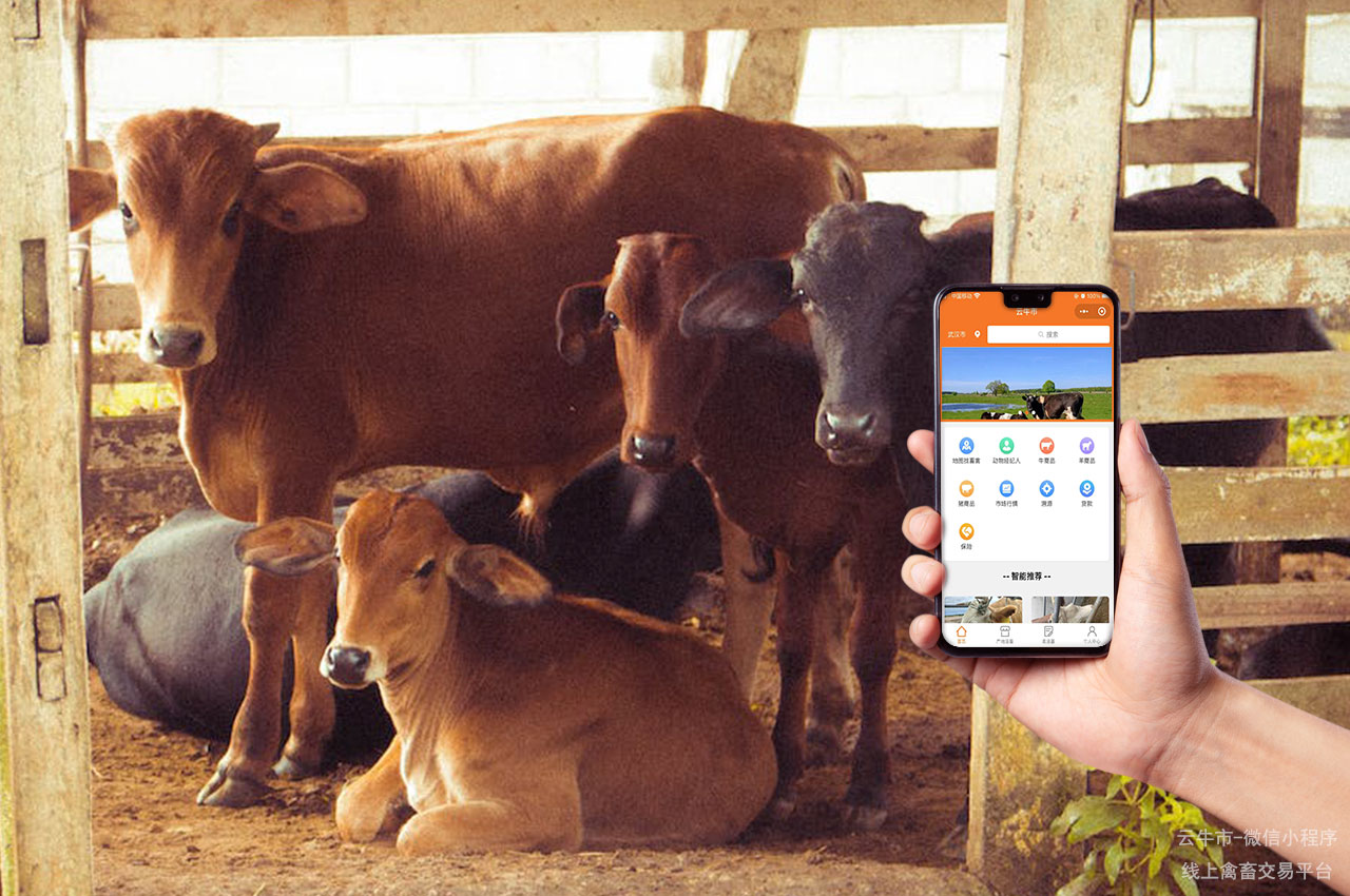 牲畜交易，网上买牛必须知道的4大安全问题！小心上当受骗！