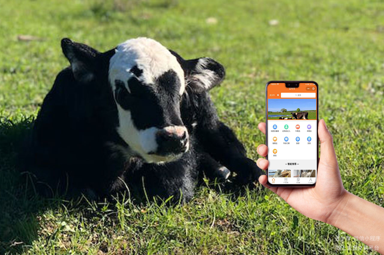 活牛交易，四川活牛交易市场：交易流程与注意事项