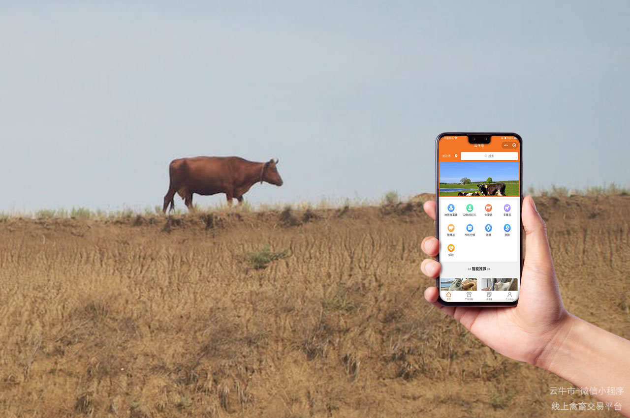 肉牛买卖，西安哪里找有买卖实惠牛犊的养殖场