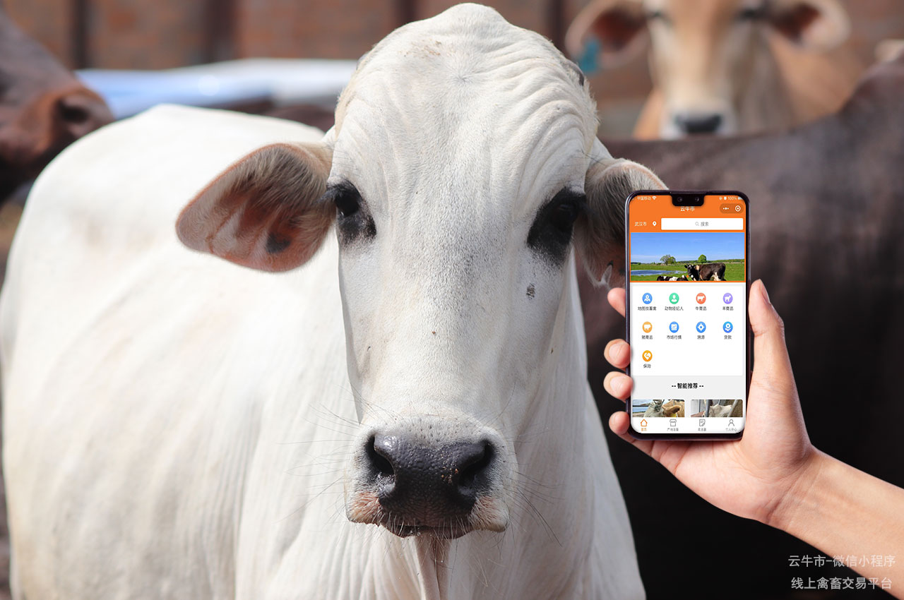 卖牛平台推荐：选择优质的牛只交易平台