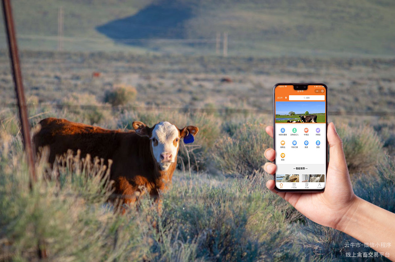 肉牛买卖，云南新手养殖牛如何找到最实惠的牲畜