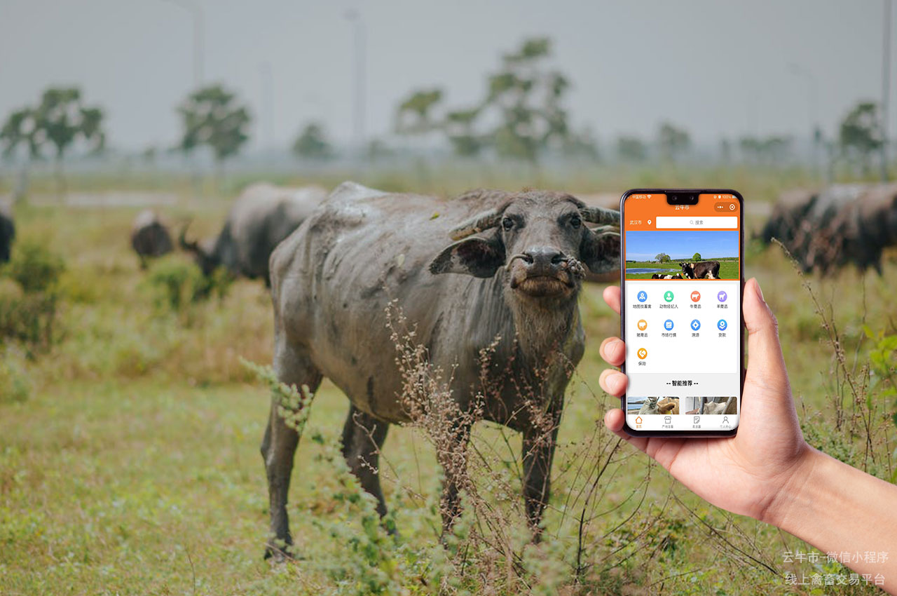 数字化畜禽交易的跨平台体验与一体化服务
