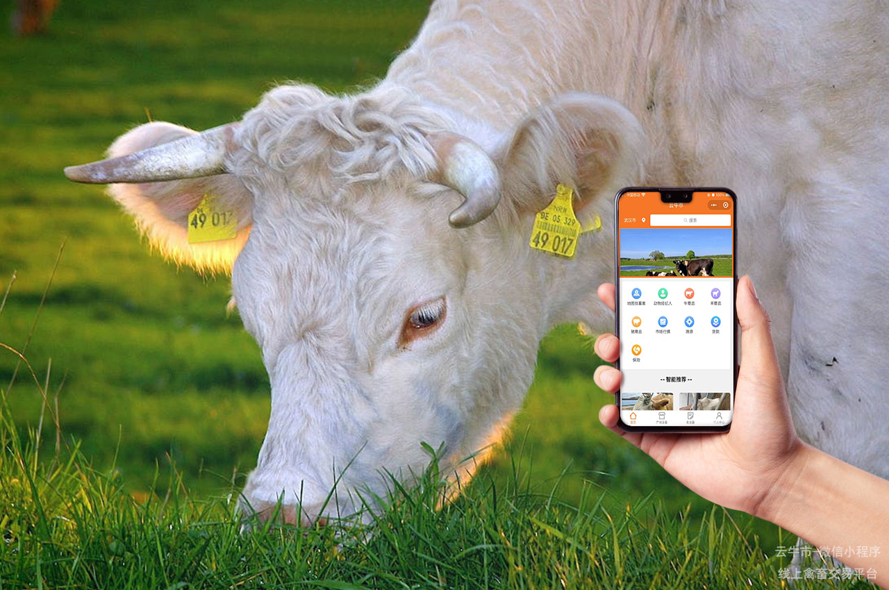 网上活牛交易，通过网站找到适合自己的小牛，这些技巧要知道