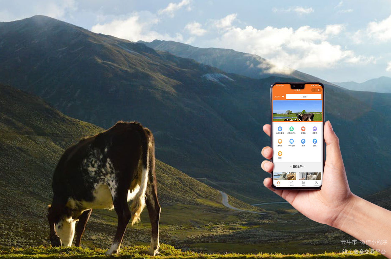 网上肉牛买卖，江苏省活畜交易平台：线上买牛卖牛的创新解决方案