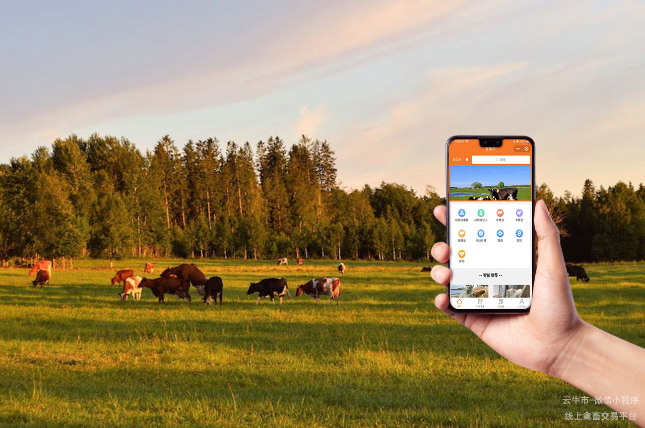 网上肉牛交易，云南省小牛选购攻略，这些网站值得信赖