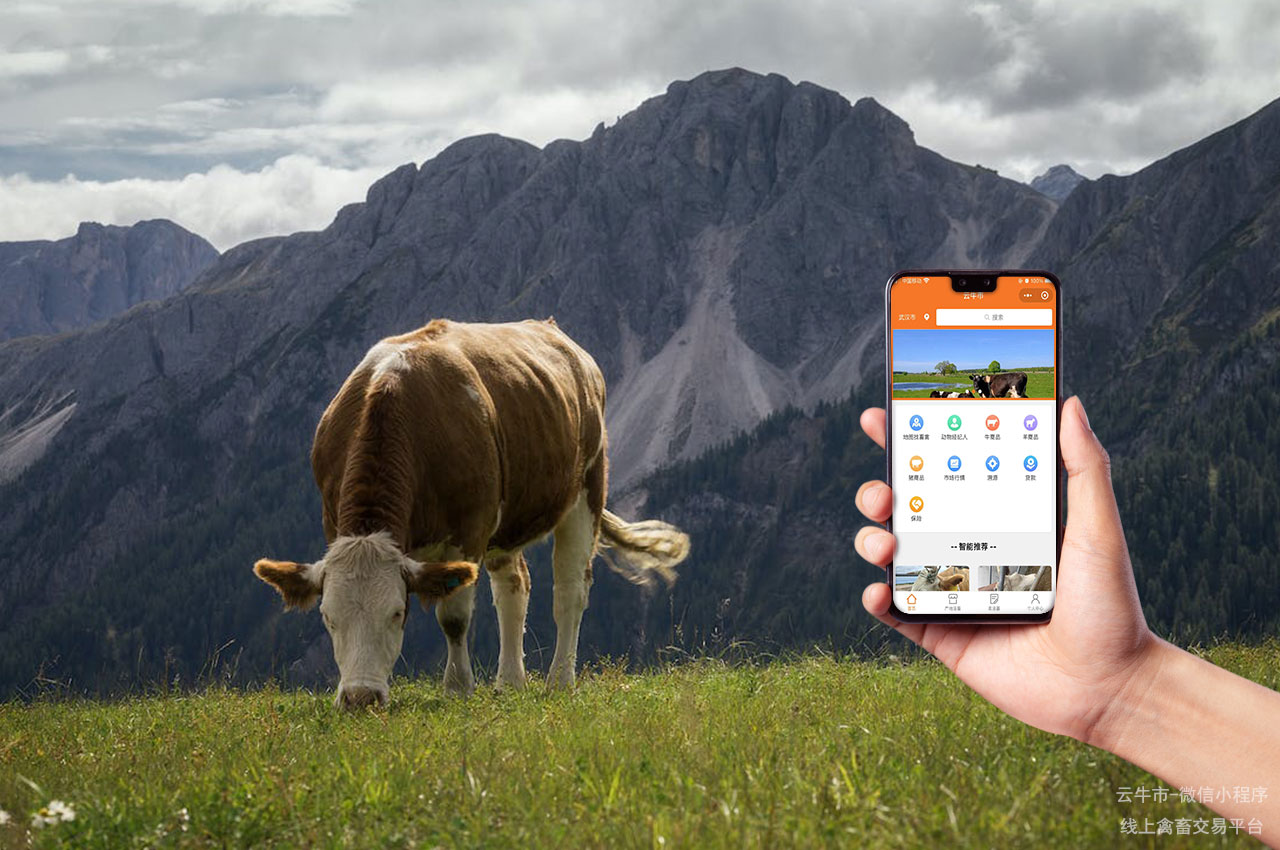 网上禽畜交易，四川牛交易市场：如何选择适合的肉牛