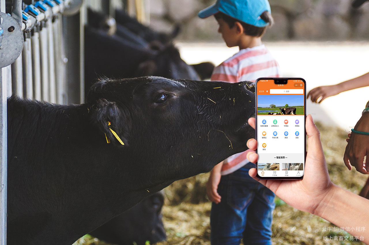 网上肉牛交易，吉林牛交易市场：市场趋势与价格走向分析