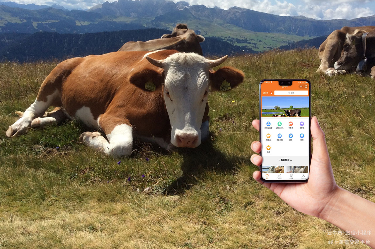 云牛市：让畜禽交易更高效的活畜电商平台