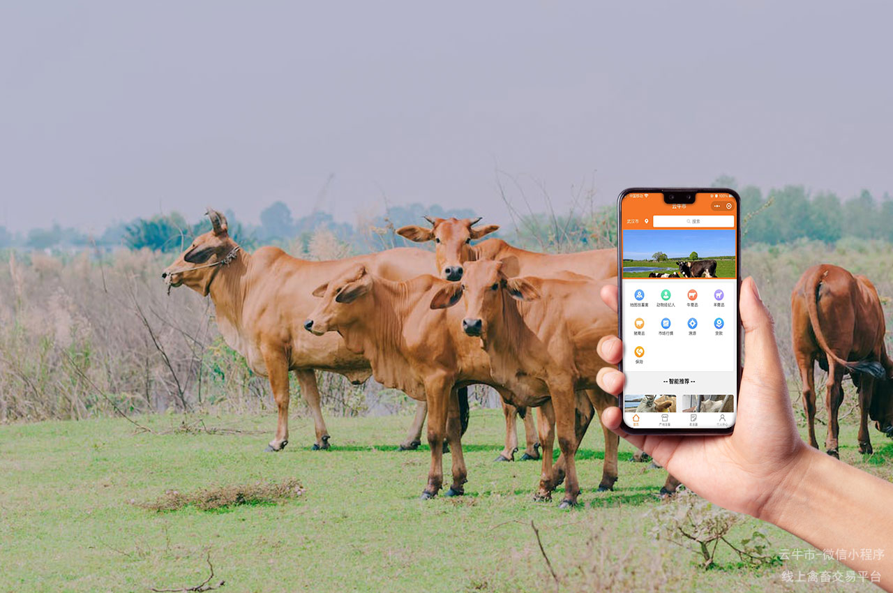 网上肉牛交易，肉牛交易平台，让您轻松购买优质牛只