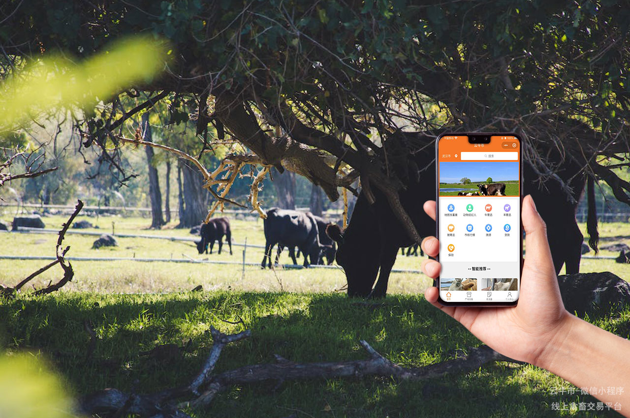 网上肉牛买卖,上海哪里有便宜又优质的牛?通过网上购买省心省力 网上肉牛买卖,上海哪里有便宜又优质的牛?通过网上购买省心省力