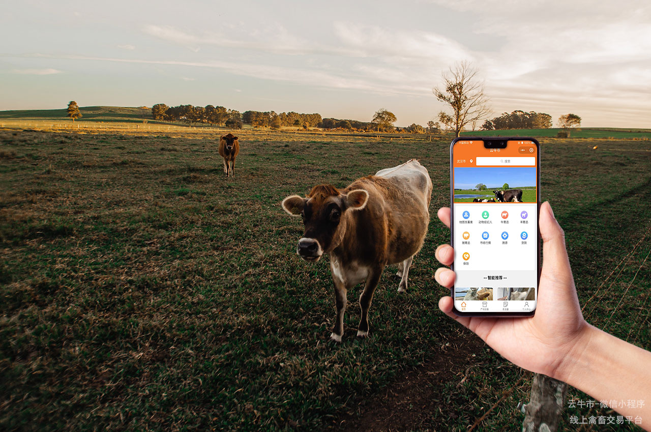 网上禽畜买卖，福建省的牛犊哪里性价比高？这些方法可以尝试！