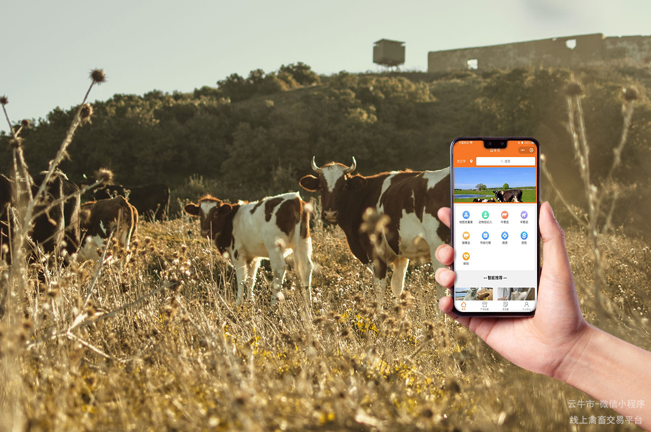 云牛市：网上畜禽交易新模式的未来趋势