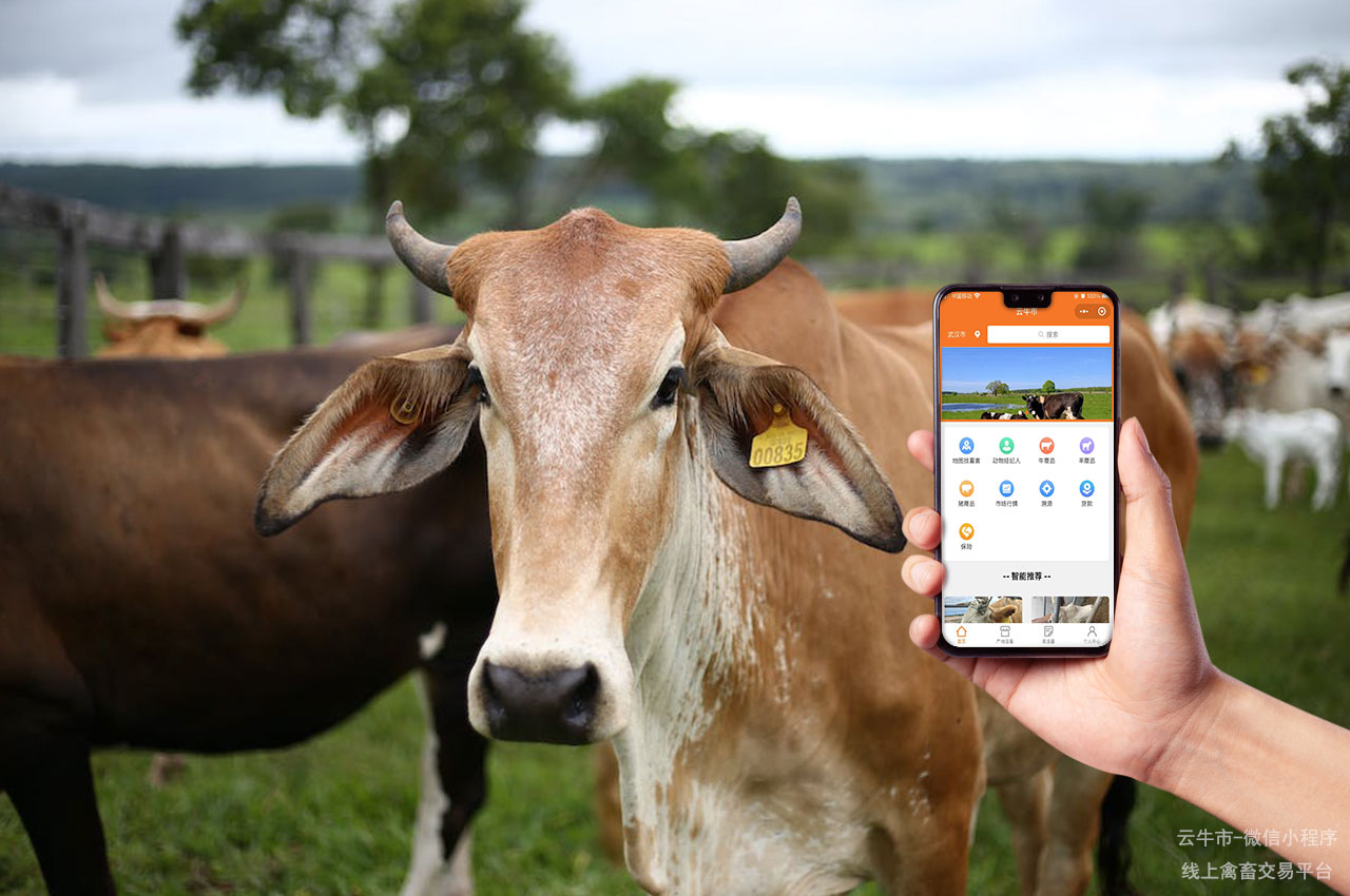 网上肉牛买卖，从线下到线上：牛只交易市场的数字化升级与平台建设