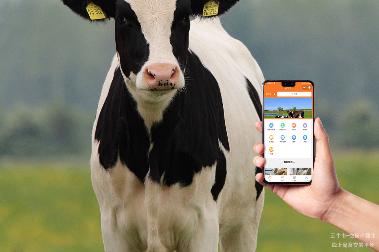 网上禽畜买卖，选牛技巧分享：湖北哪种牛适合肉用