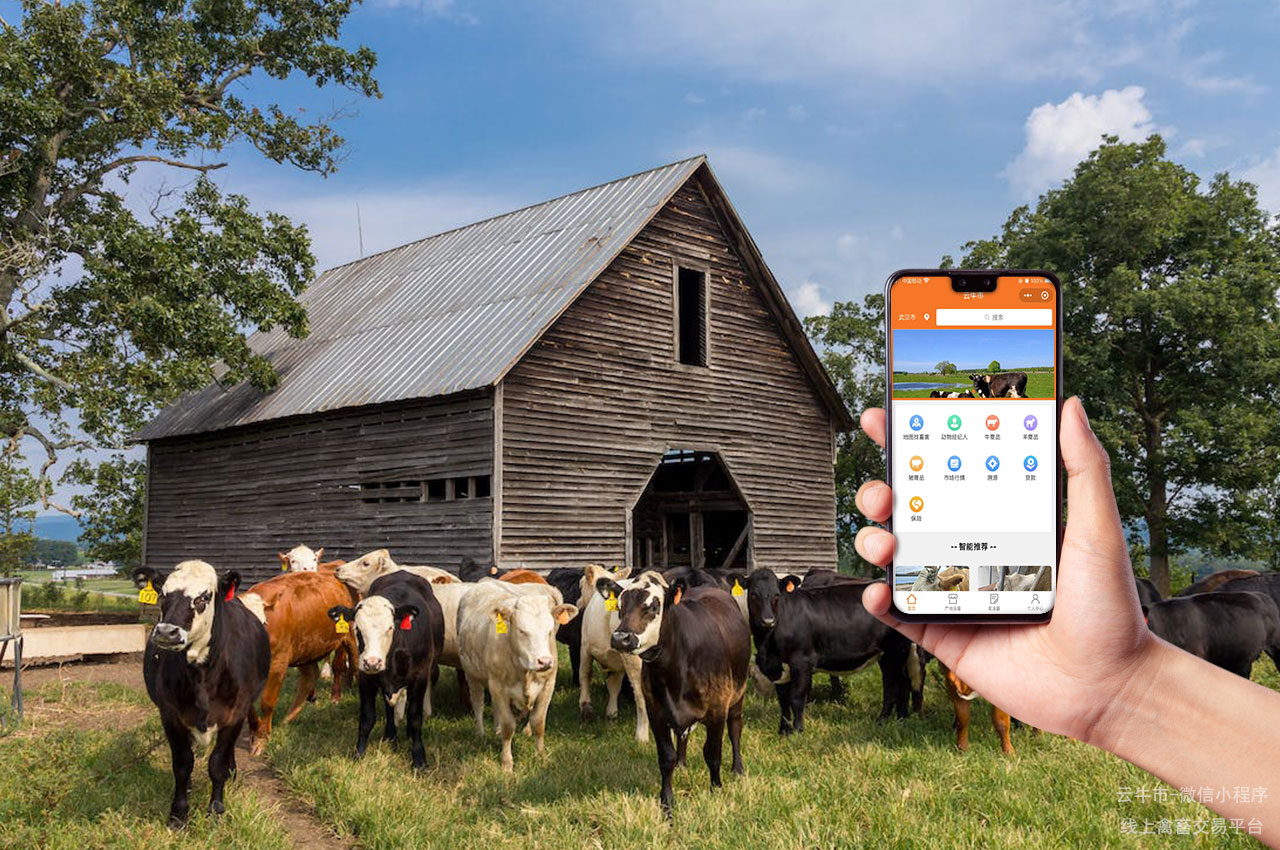 网上肉牛买卖，选择活畜交易平台，购买品质更佳的牛