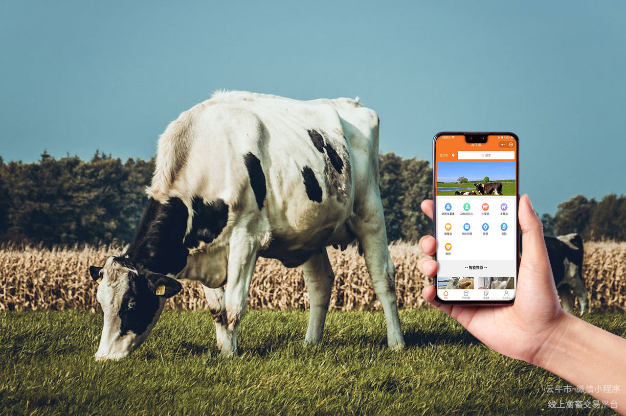 数字化畜禽交易平台的用户社群建设与互动活动