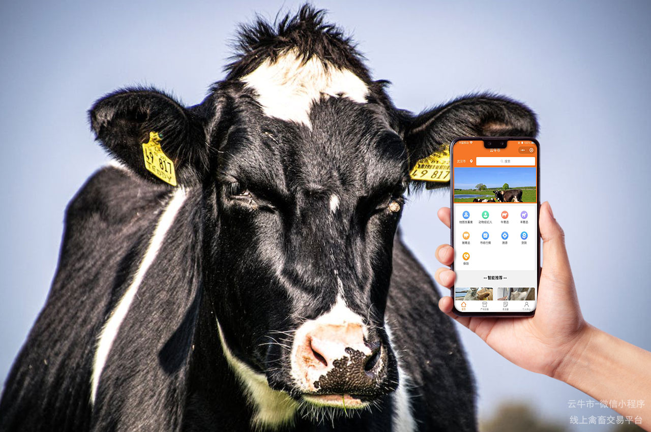 肉牛买卖，牲畜交易的数字化：智能化转型的市场动力