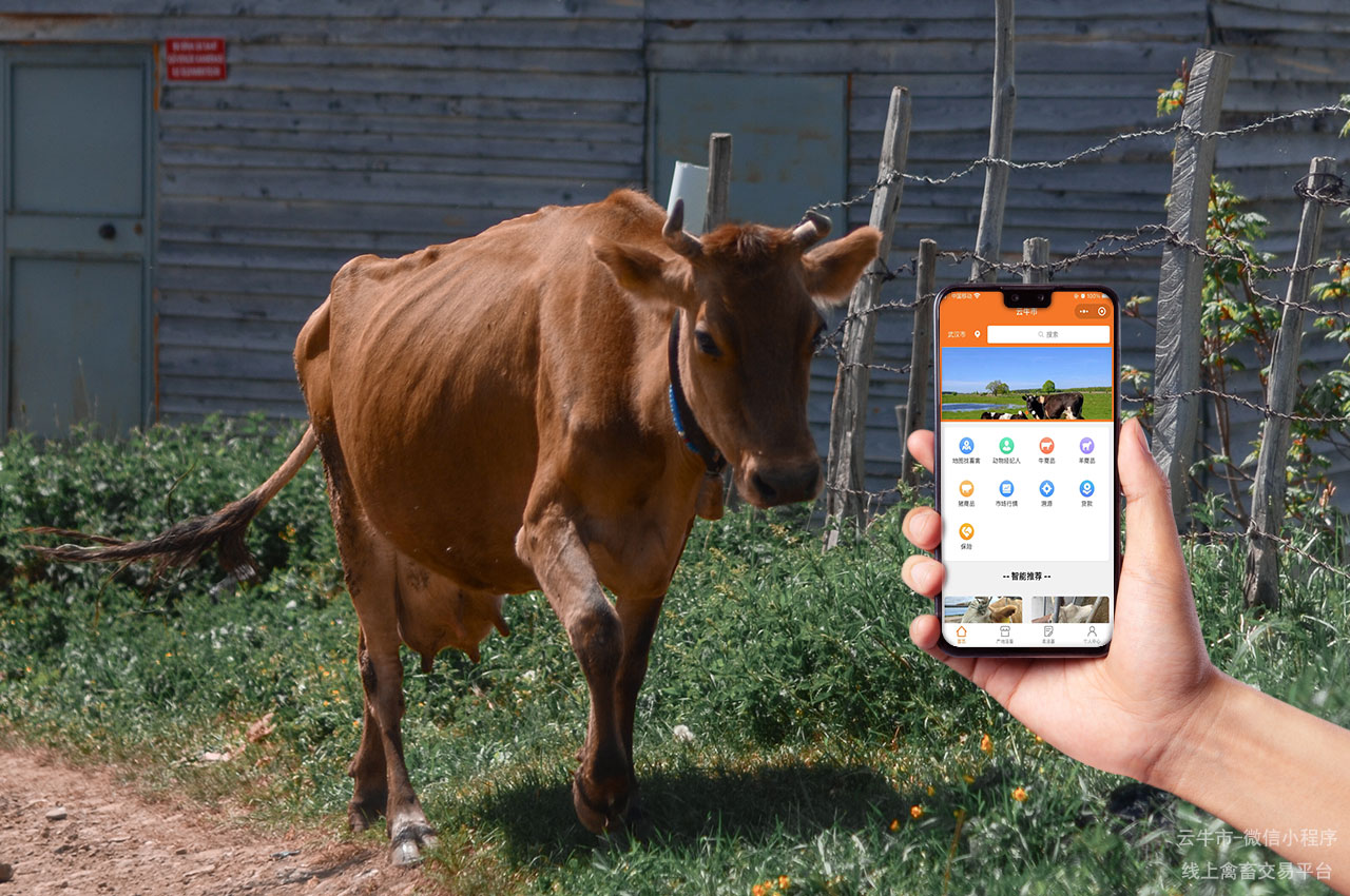 牲畜交易，山东哪些肉牛品种口感更佳，品质保证