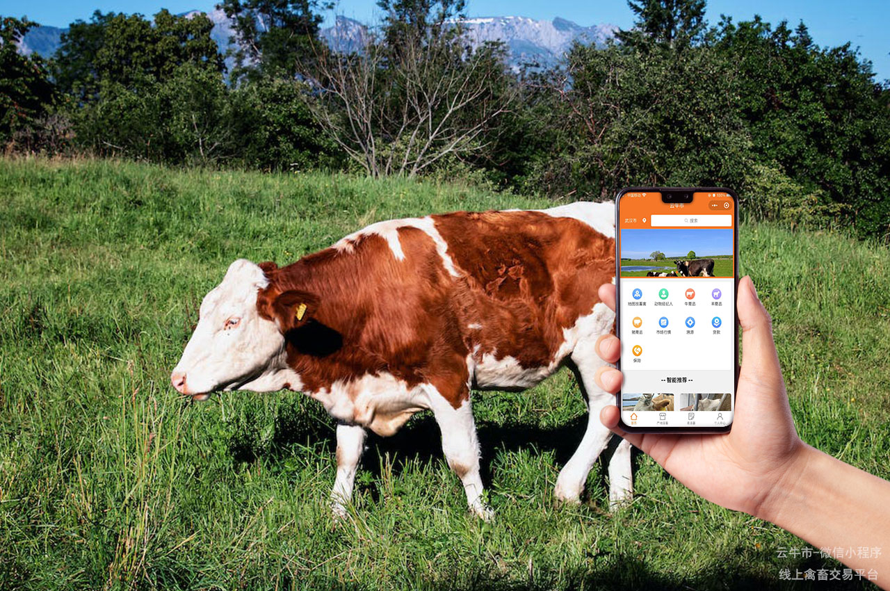 肉牛买卖，湖南市场上选牛技巧大揭秘！新手必备！