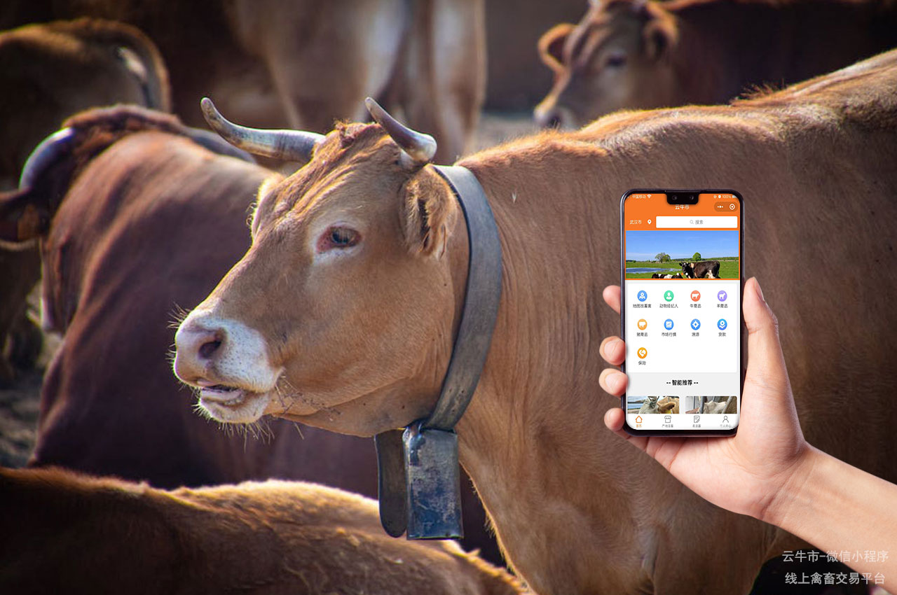 牲畜买卖,烟台买牛交易平台:如何高效利用活畜交易市场 牲畜买卖,烟台买牛交易平台:如何高效利用活畜交易市场