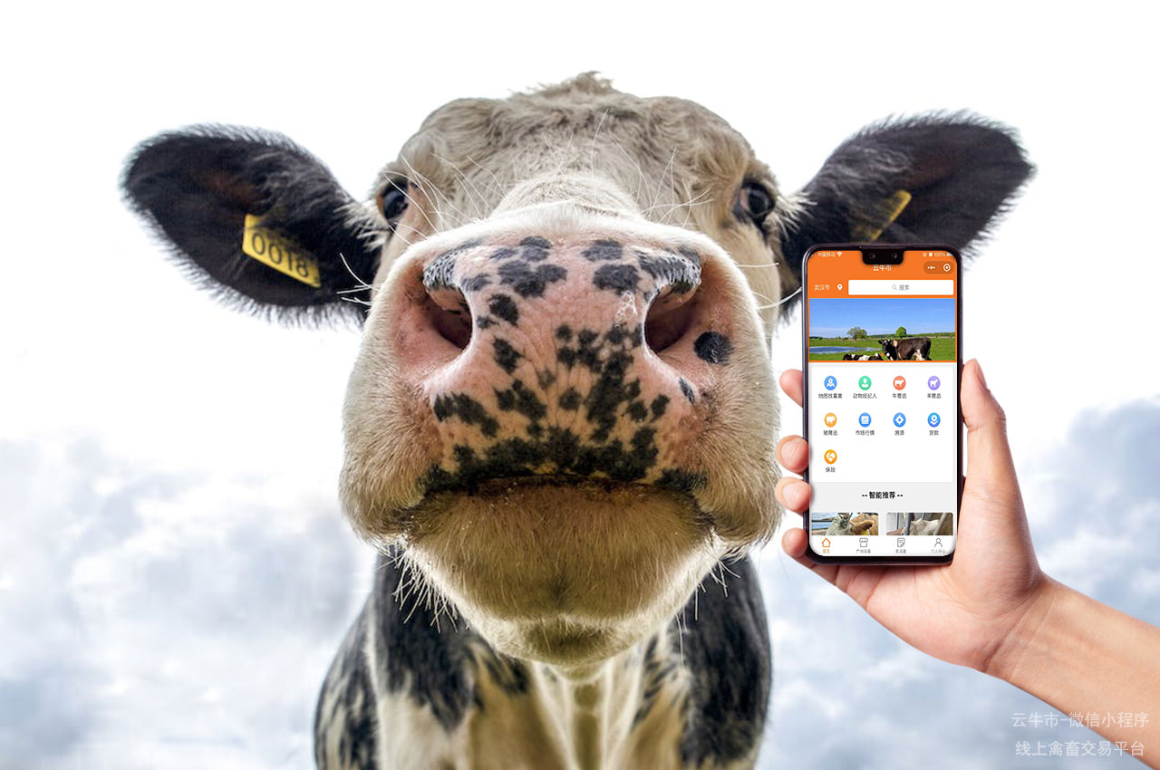 网上禽畜交易，内蒙古活牛交易市场：交易模式与市场前景