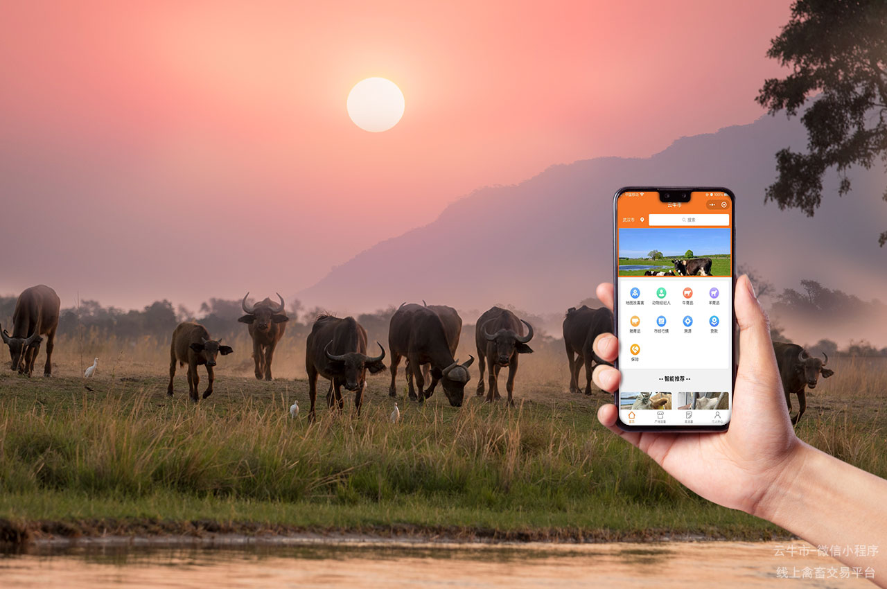 禽畜交易，山西卖牛的交易平台：如何简化买卖流程