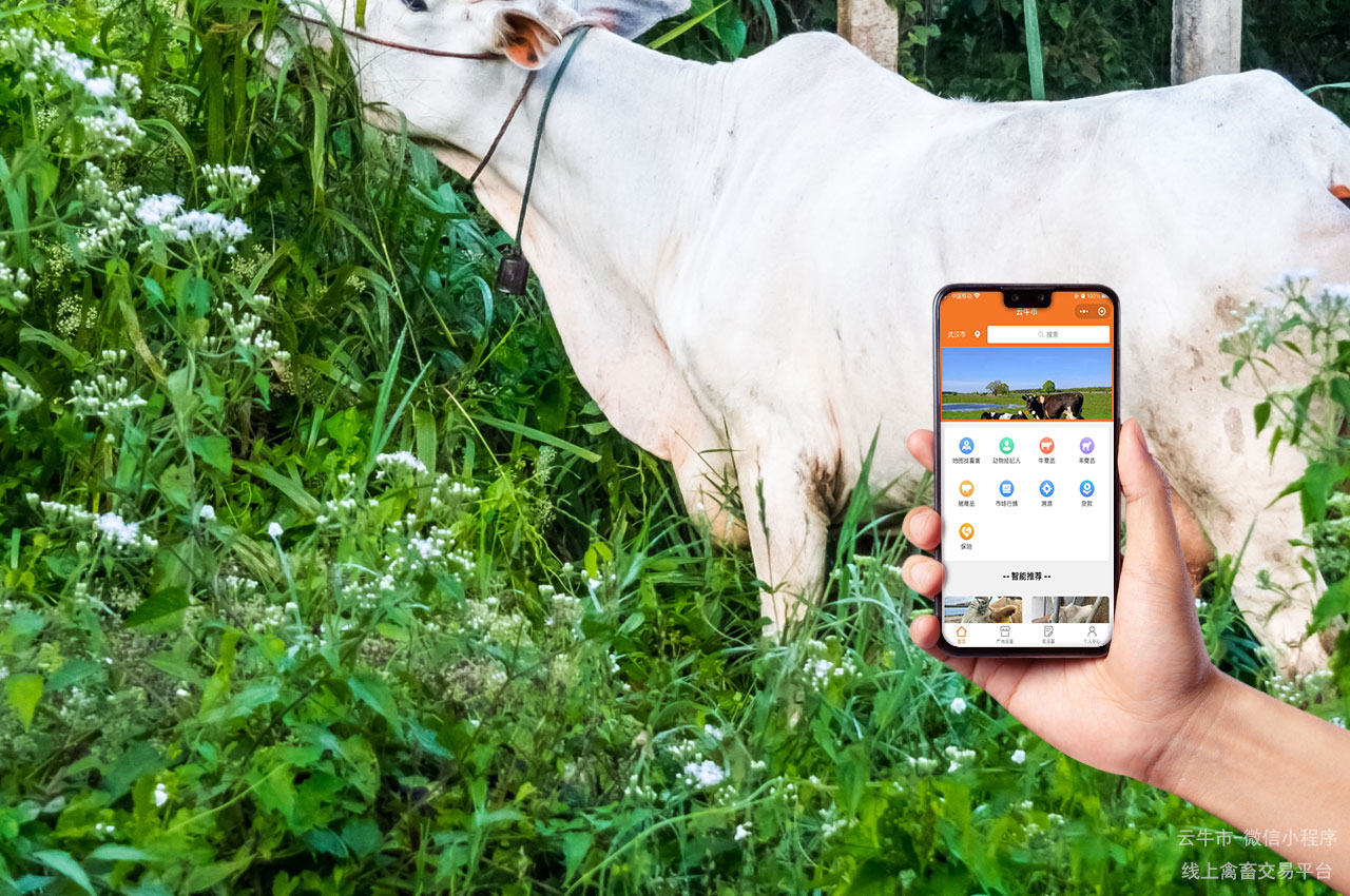 肉牛买卖，吉林牧场的牛价格实惠，这个交易平台不可错过