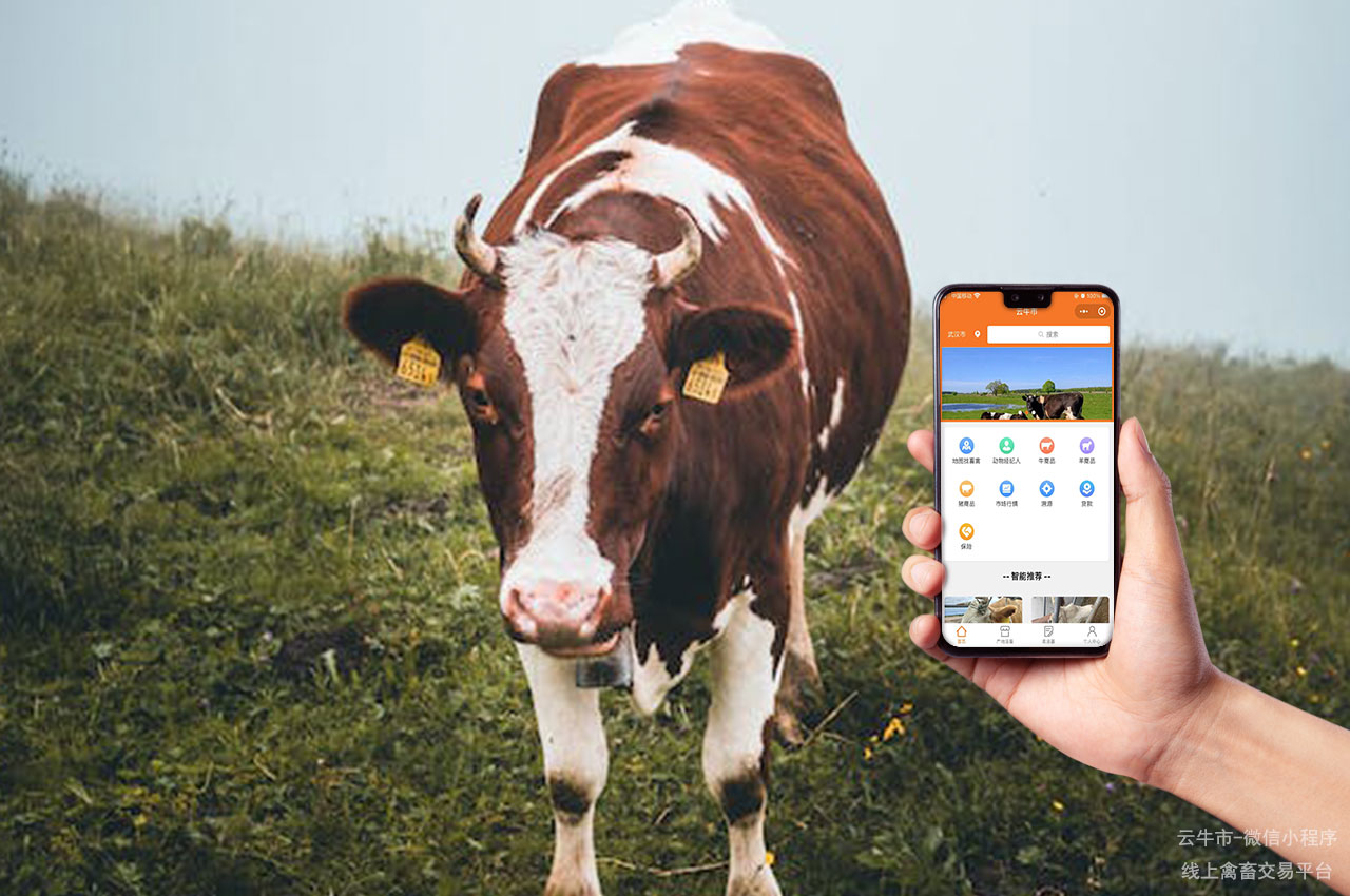 网上活牛交易平台：实现畜牧业供需匹配的专业平台