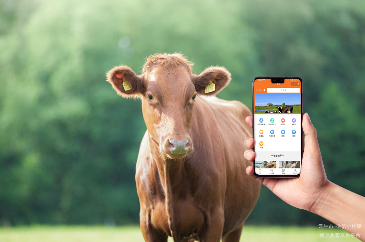 网上肉牛交易，重塑牛只交易：线上平台如何改变传统活畜市场