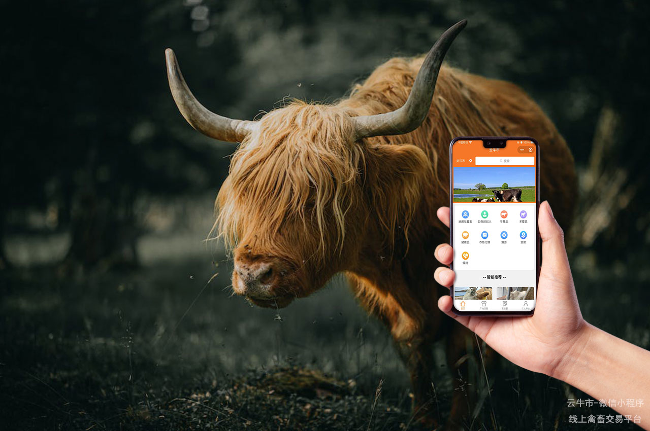 禽畜买卖，贵州市场上的牛哪种最受欢迎？大数据揭晓