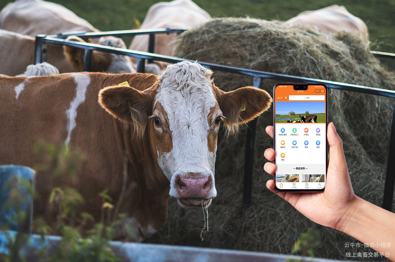 网上肉牛交易，江西买牛卖牛平台：交易无忧，服务至上