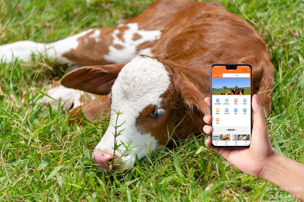 禽畜交易，石家庄数字化牲畜市场：智能化升级的行业先锋