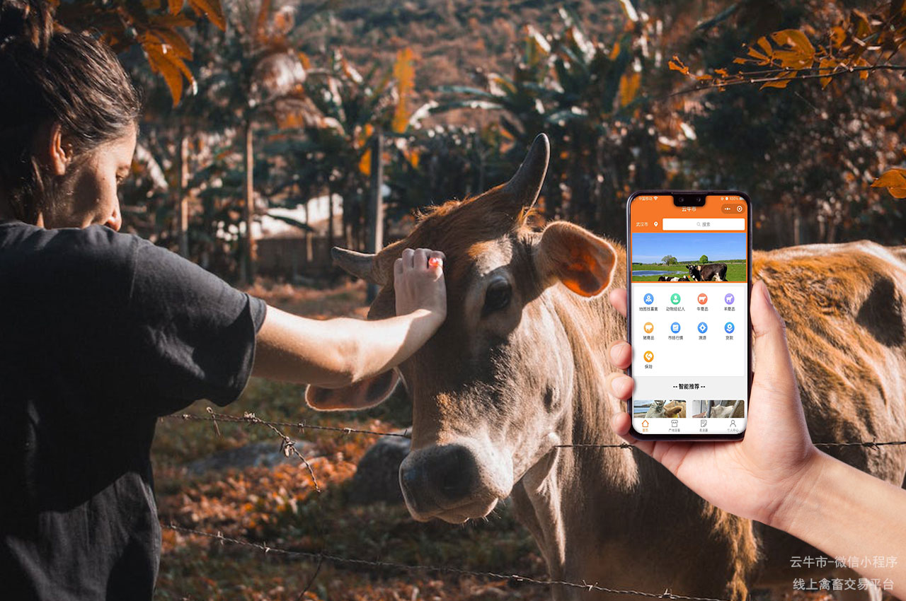 肉牛买卖，广东买卖牛的交易平台：如何确保安全交易