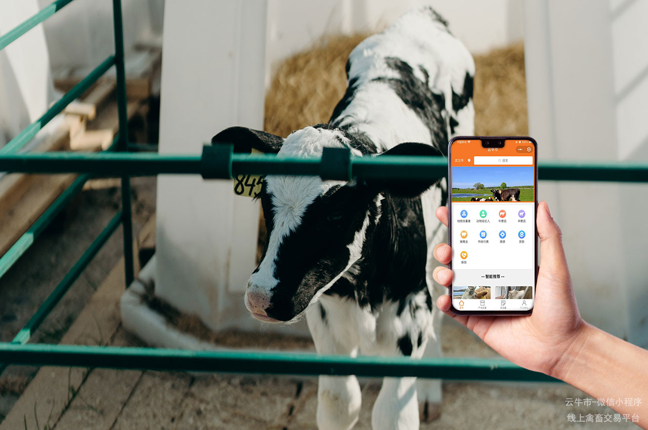 活牛交易，山西买牛卖牛交易平台：如何增加交易机会