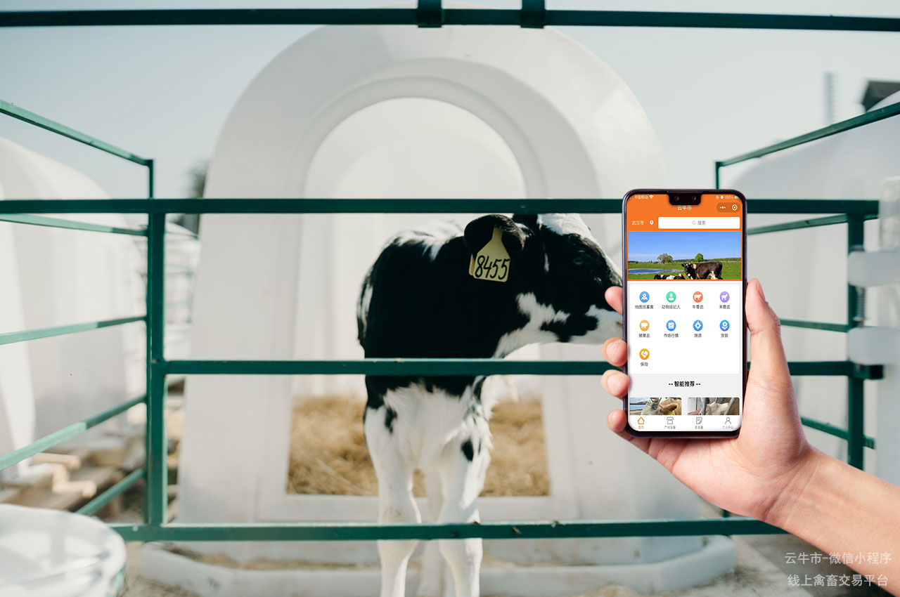 牲畜买卖，河南养殖场通过云牛市提供安全的肉牛交易服务