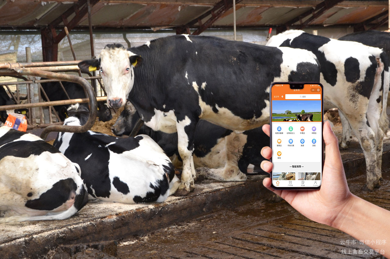网上牛市，安徽买牛卖牛交易平台：如何实现线上与线下结合