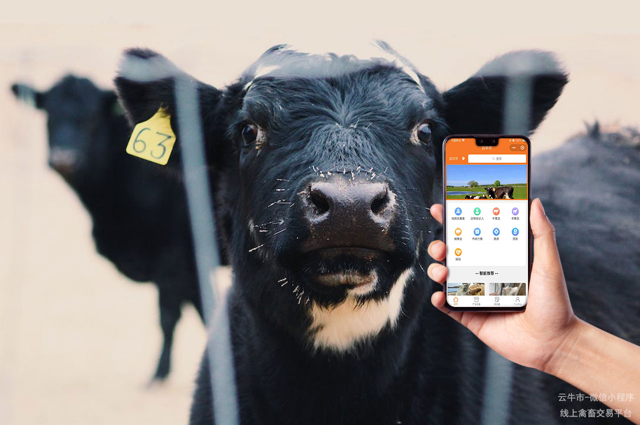 活牛电商平台：推动畜牧业数字化发展的领先平台