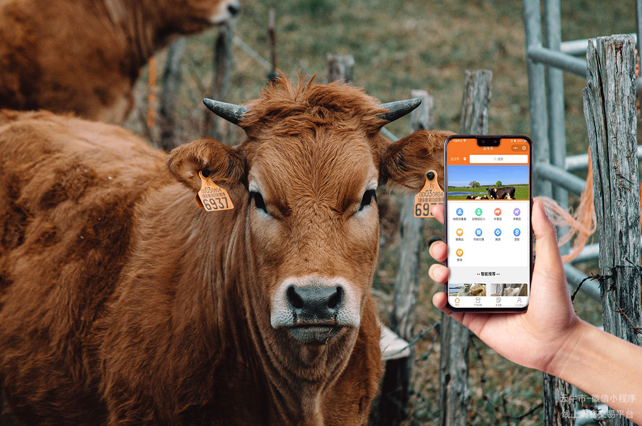 网上云牛市：畜禽交易的一站式解决方案