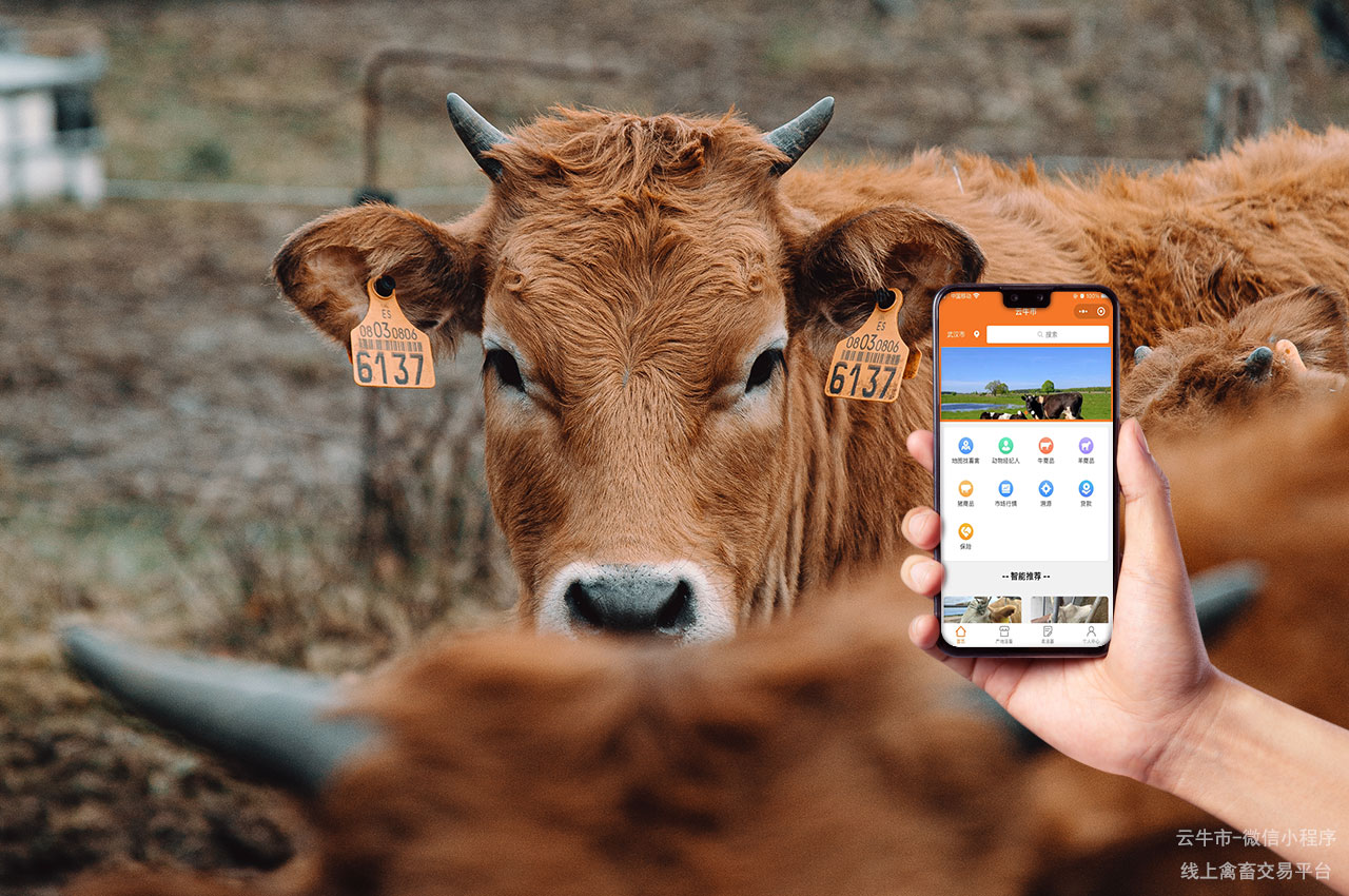 活牛买卖，江西活牛交易中心系统：赣江牛只，健康之源