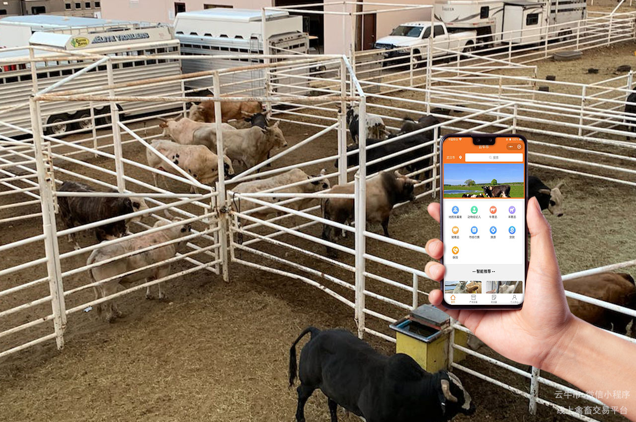 数字化畜禽交易平台的用户体验优化与个性化服务