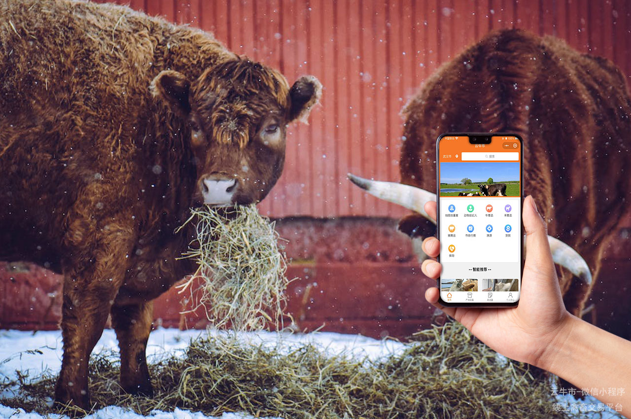 禽畜买卖，武汉网上卖牛平台：轻松找到活牛交易