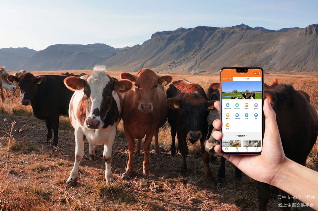 网上牛市，内蒙古牛交易市场：如何选择优质肉牛