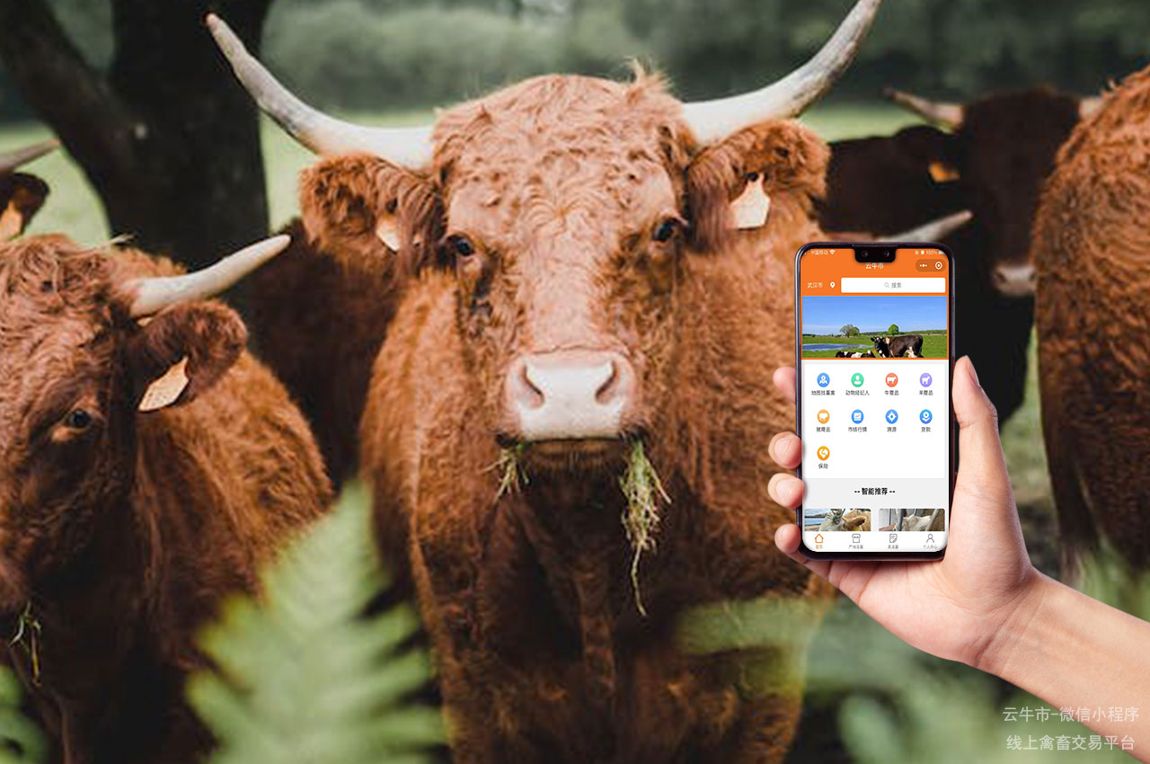 牲畜买卖，找牛选牛买牛攻略，这些实用技巧一定要记住！