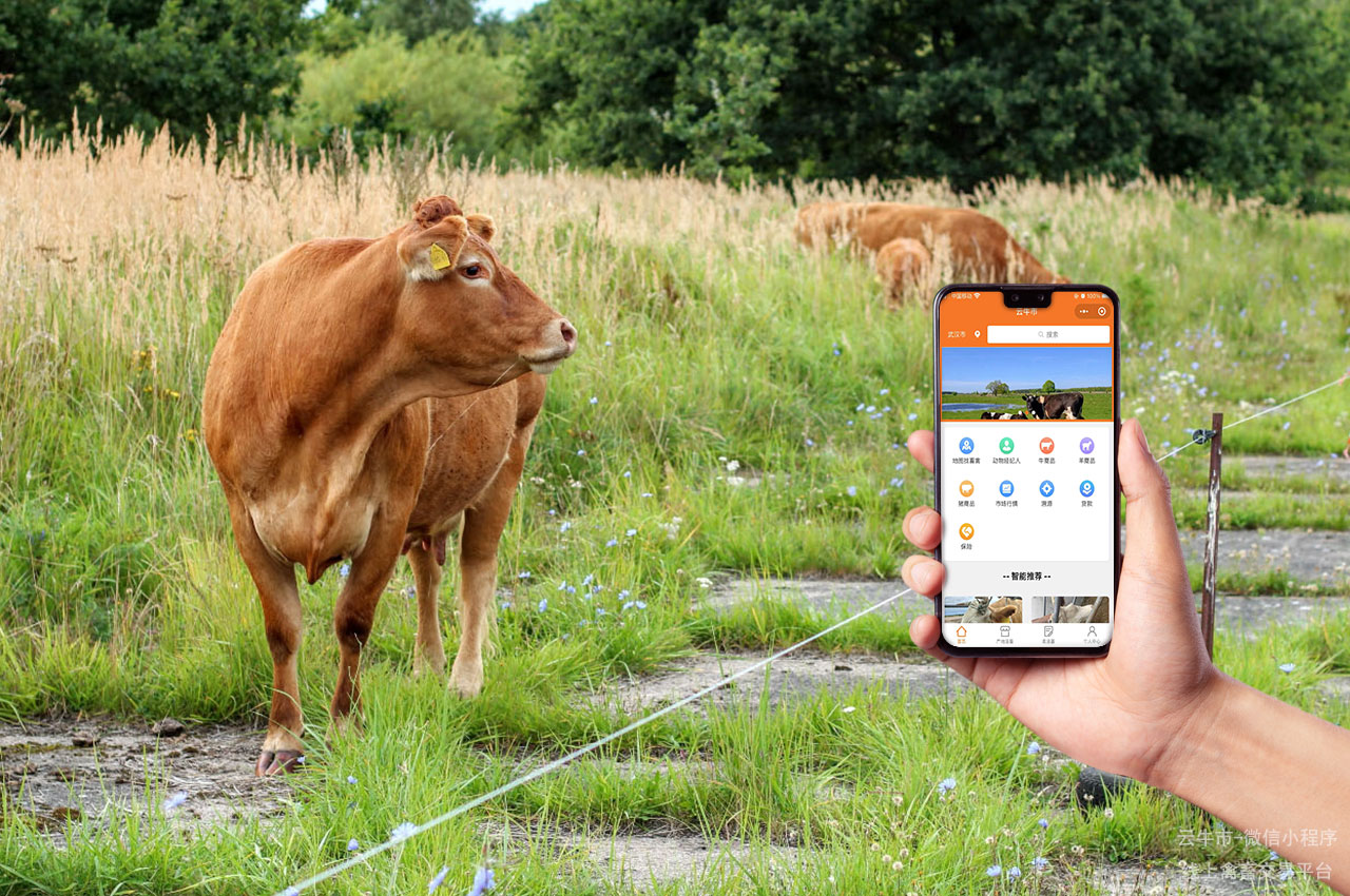 禽畜交易,湖北省的新手农场主怎么在网上买到放心的小牛 禽畜交易,湖北省的新手农场主怎么在网上买到放心的小牛