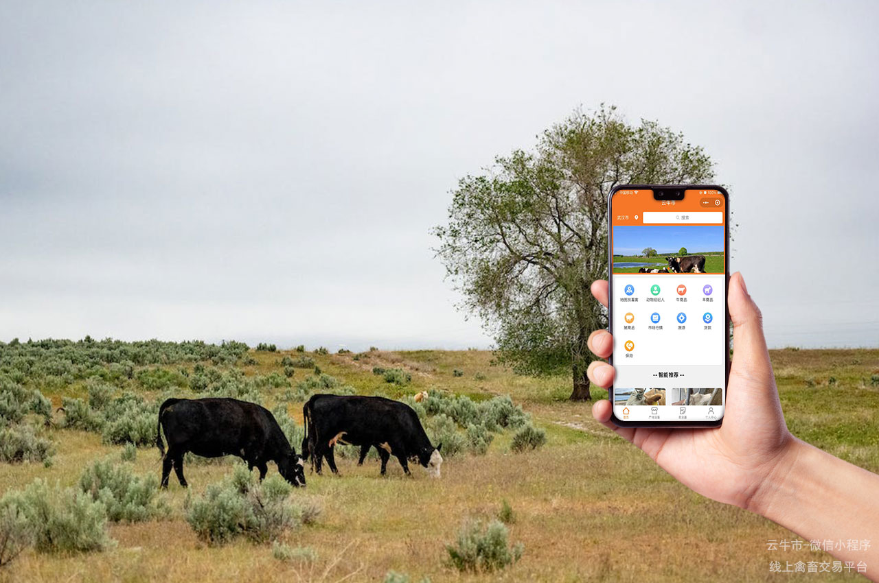肉牛买卖，贵州省牛只交易平台：数字化推动活畜交易创新