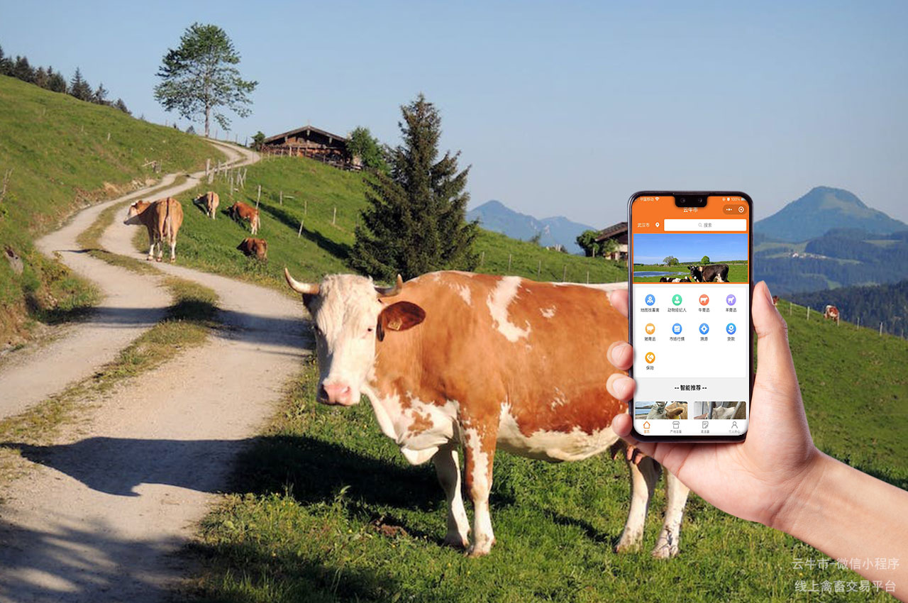 网上肉牛交易，吉林卖牛的交易平台：如何优化平台功能