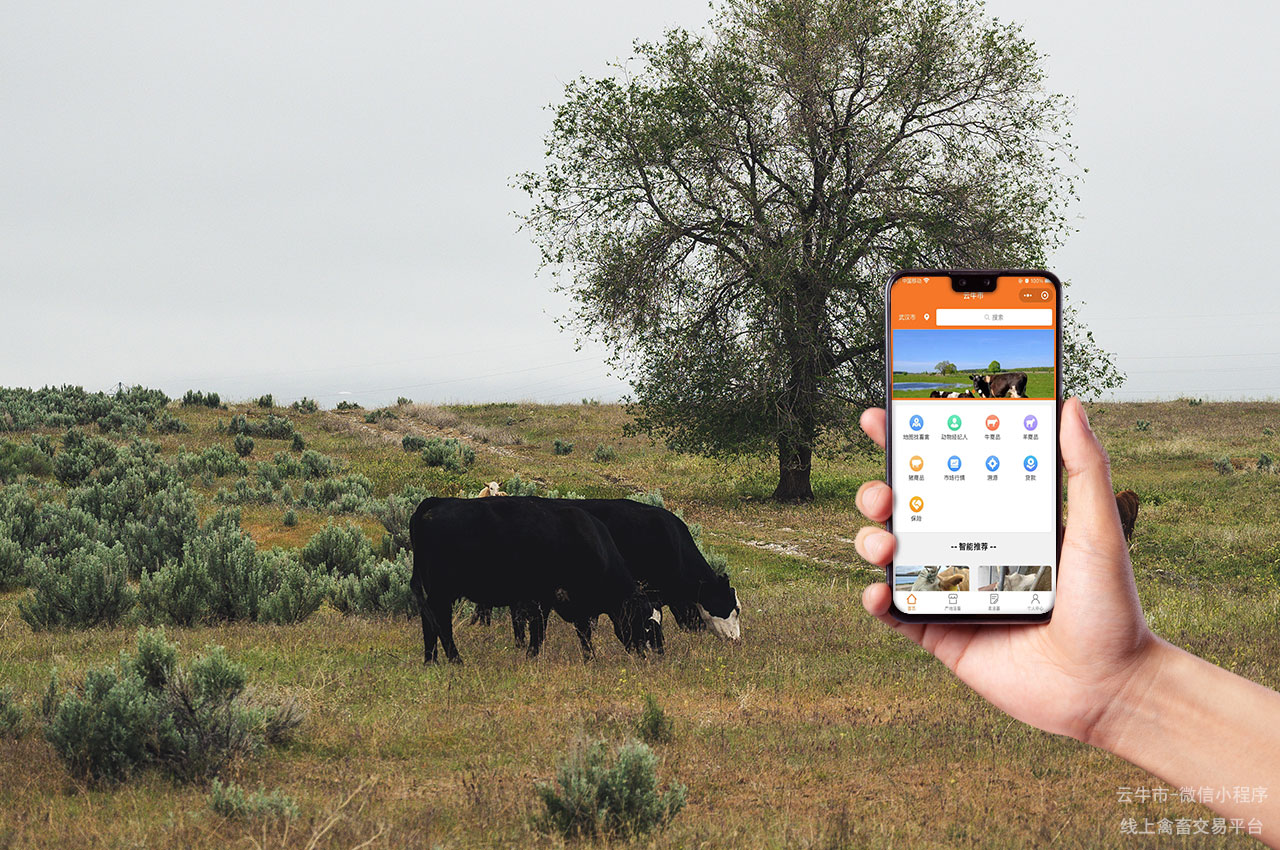 牲畜交易，吉林牛交易市场：如何挑选适合养殖的牛