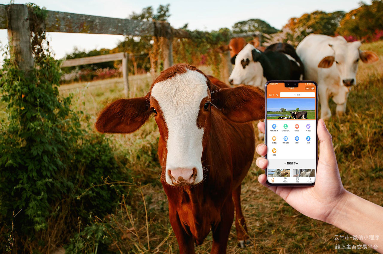 网上肉牛买卖，安徽牛交易市场：活牛市场的现状与未来