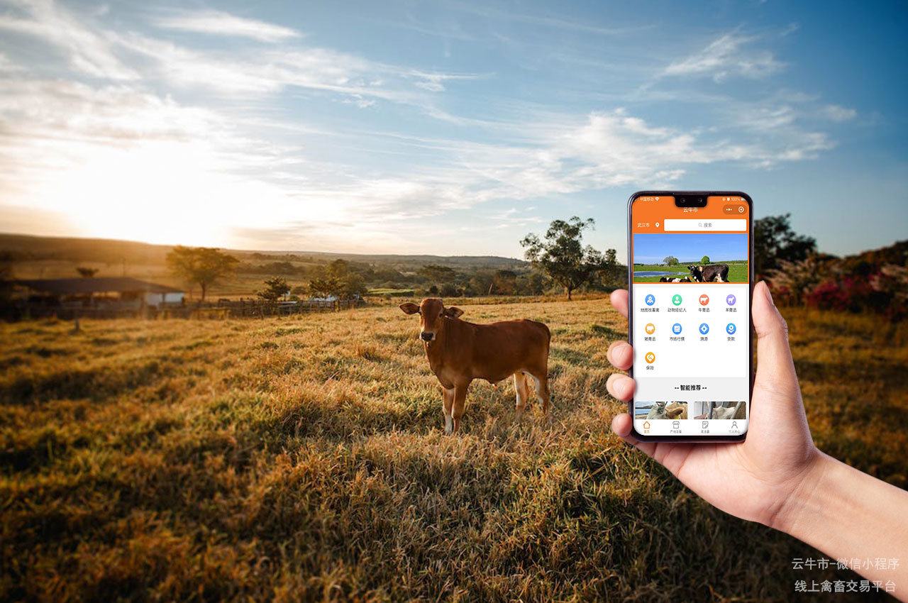 肉牛买卖，安徽牛交易市场：活牛价格波动的影响因素